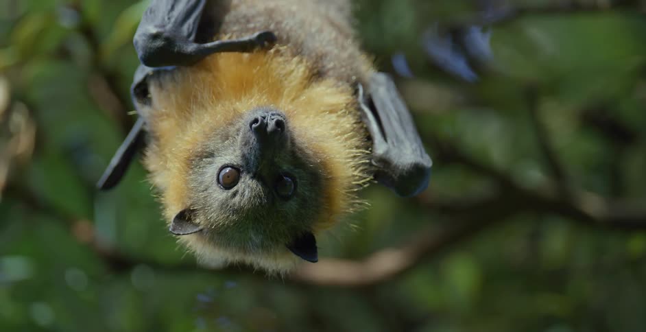 Sunlight shines on a bat as it hangs upside down from a tree branch