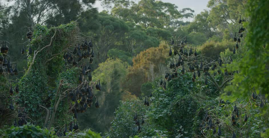 The view is of the jungle area around the day time