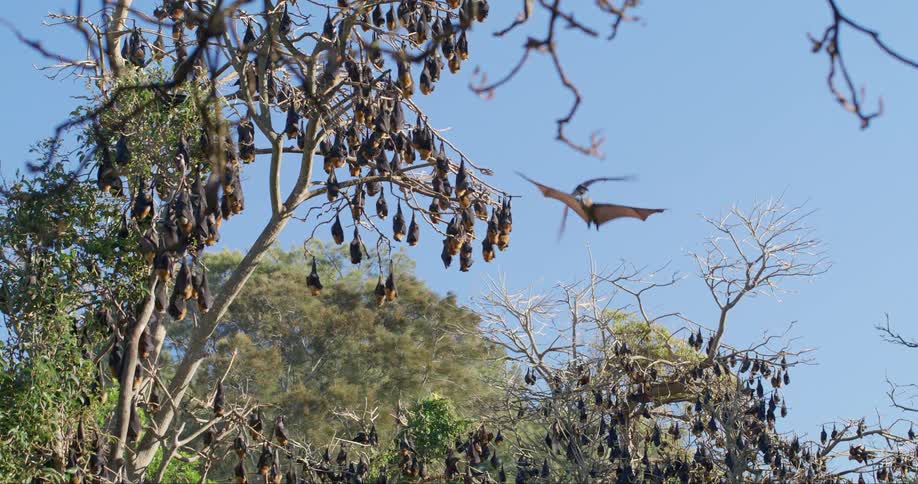 A large colony of bats are hanging upside down on tree branches and many are flying around
