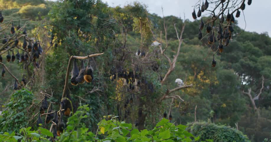 The view is of the jungle area around the day time