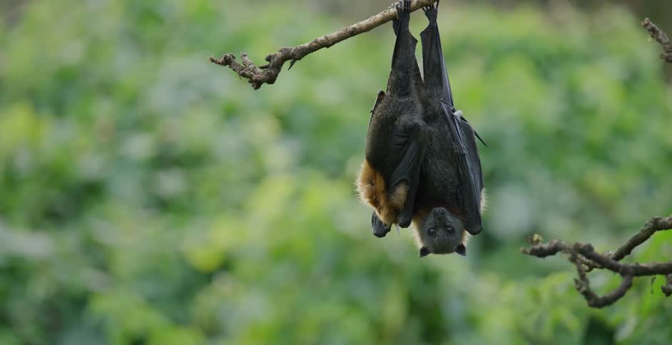 A bat sleeps upside down in a tree