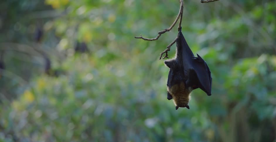 A bat hangs upside down in a tree