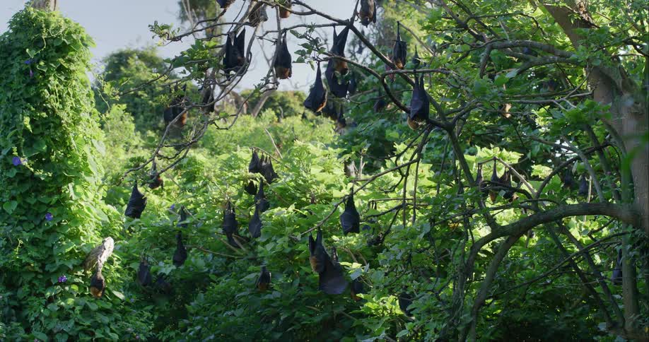 Bats hang in trees in a forest