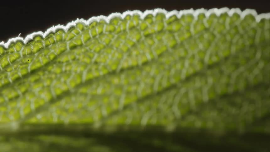 Light shines on a leaf as it turns and shines on the veins and texture