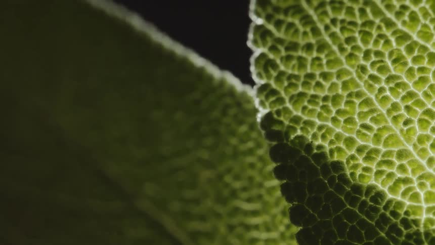 Close up view of plant leaves are displayed