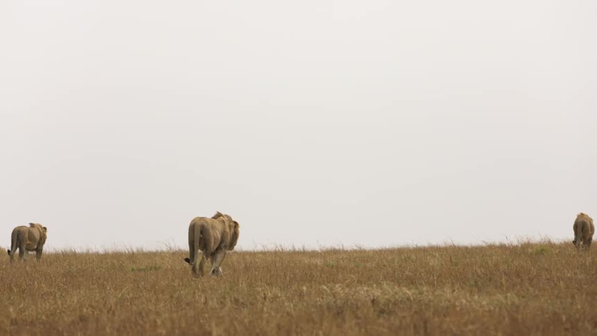 Maned lions walk through a field