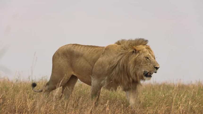 A lion walks across a field of dry grass and plants