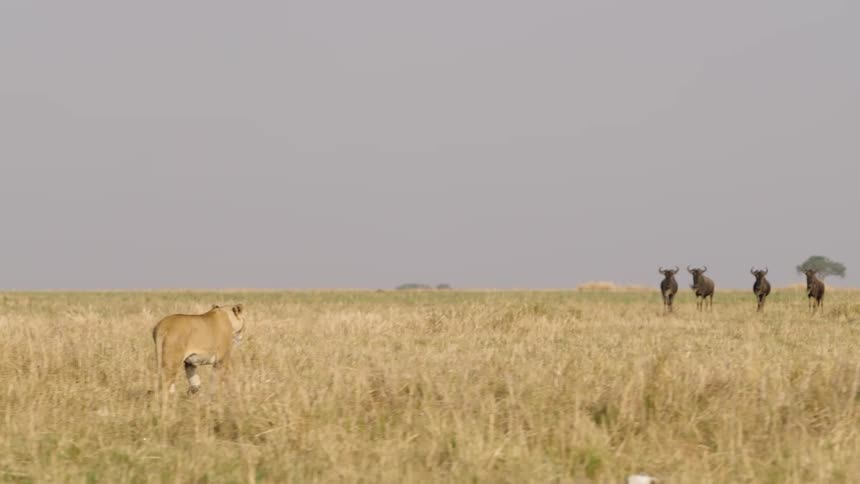 A lion is walking across a field of tall dry grass toward a group of wildebeest