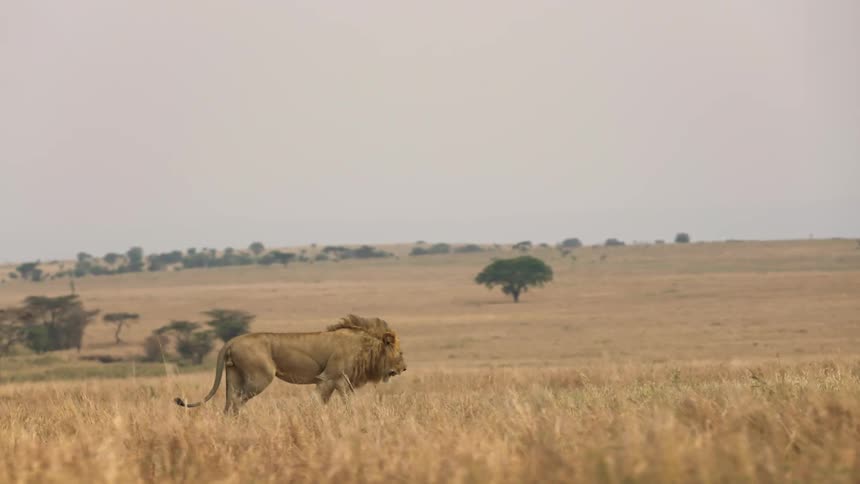 A lion walks through a vast grassland on a cloudy day
