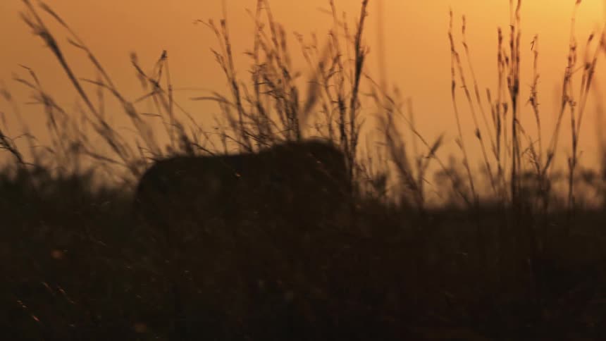 A lion is walking across a field of tall grass and plants under the orange sky of the setting sun