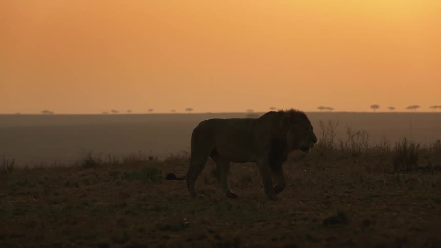 A lion stands in a field