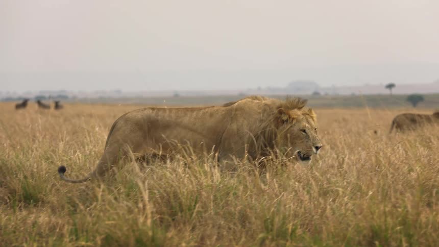 A lion pants while walking through a field