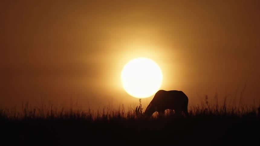 The silhouette of a grazing gazelle is back lit by the sun thats set low in the sky