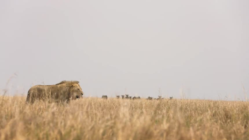 A lion strides across a grassy field as oxen move around in the background