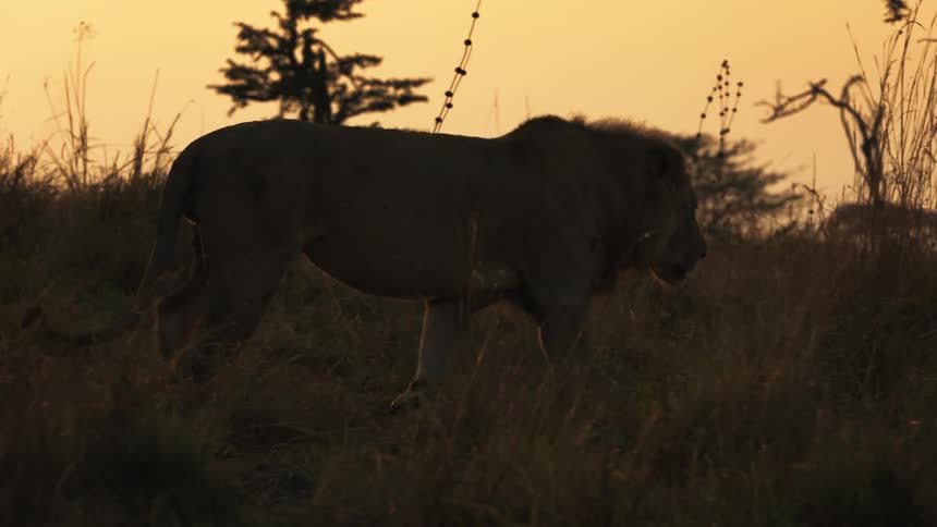 A lion walks through a field at dusk