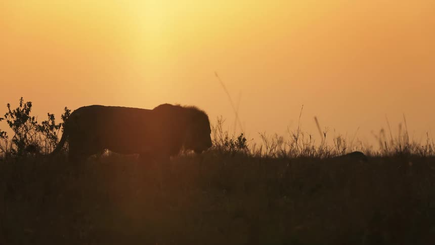 The silhouette of a lion walking slowly in a grassland as the sun sets