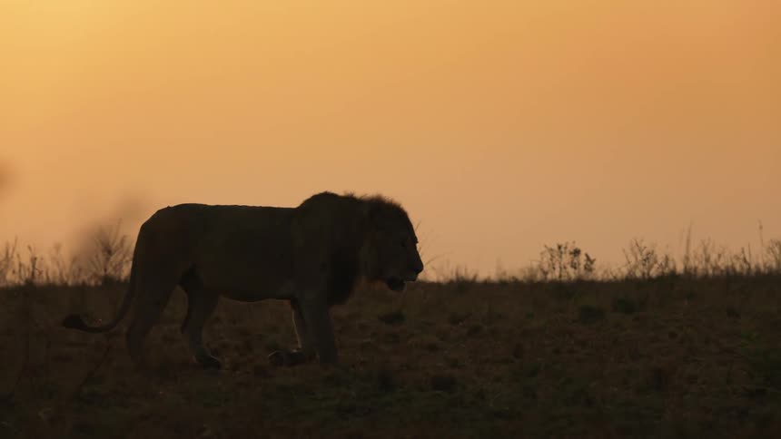 A lion walks through a grassland on a cloudy evening