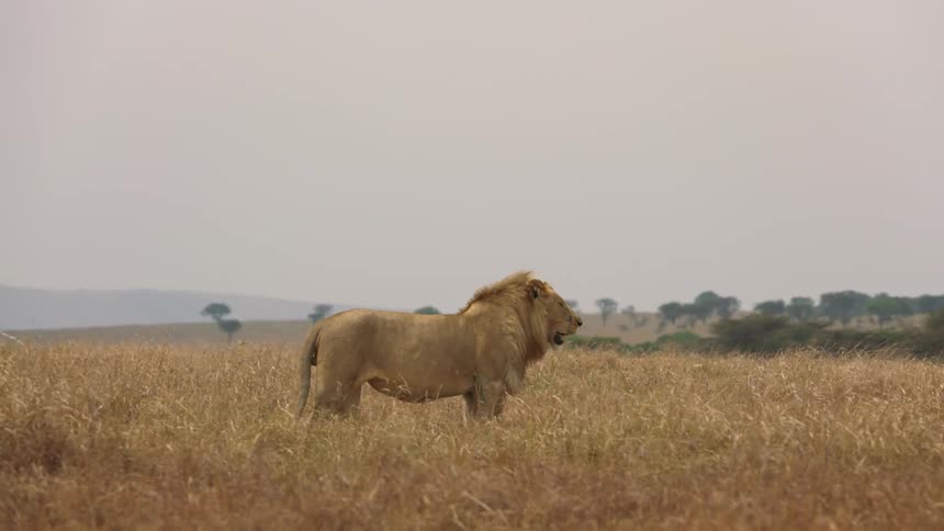 The sun shines upon a lion standing in a field of tall grass looking around and there are trees and mountains in the distance under a hazy sky
