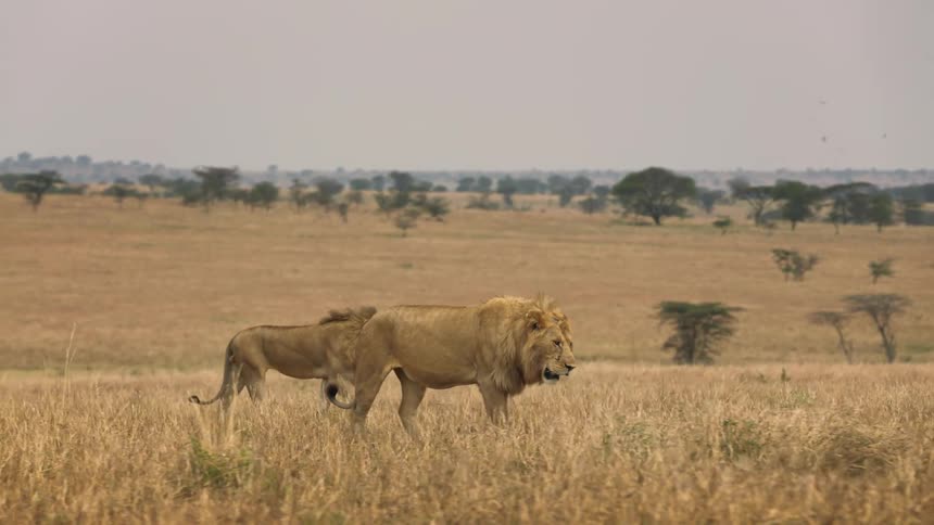 Maned lions walk through an open field