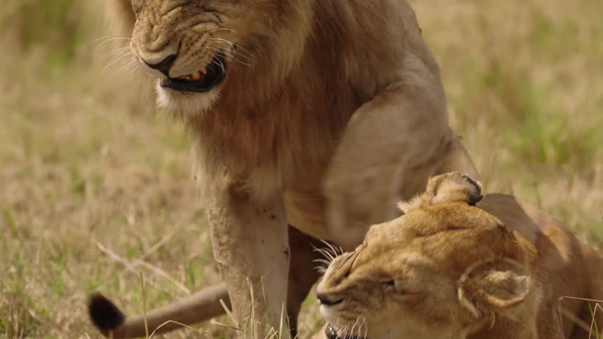 A male lion gets out from atop a female lion as they both roar