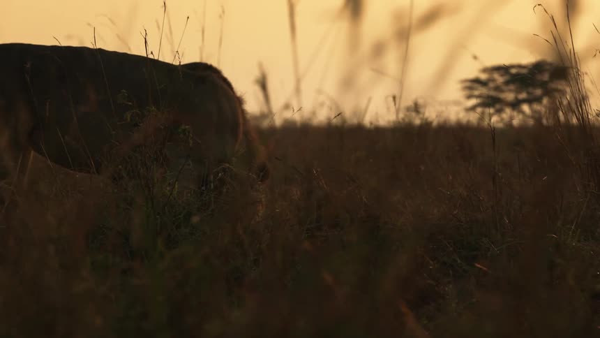 A lion walking around at sunset