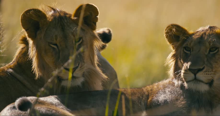 The sun shines upon a pair of lions lying in the grass together