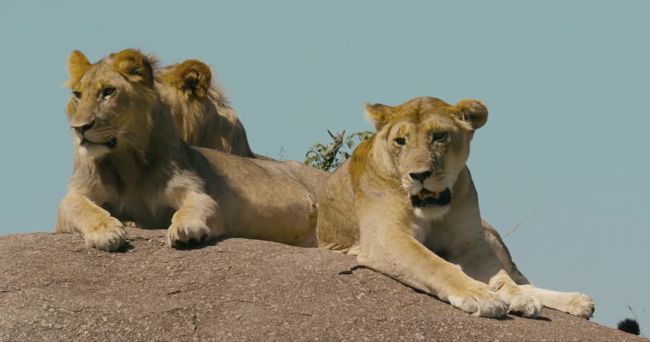 A pride of lioness relaxing over the rocks on the african savanna at daytime