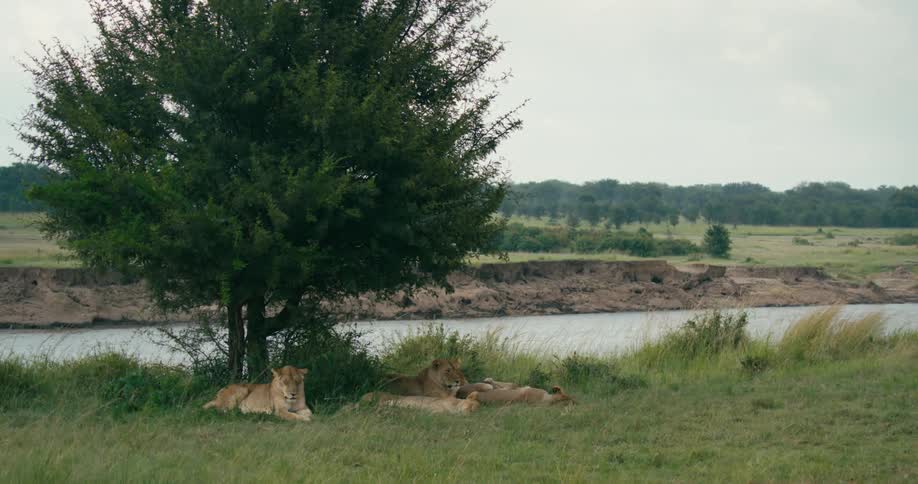 Lions lying in a field next to a river