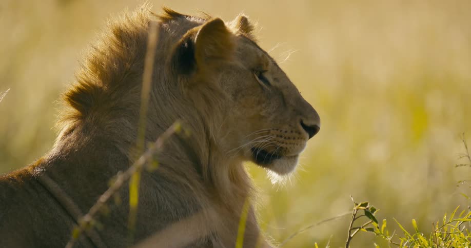 A lion sits sleepily in the middle of the grasslands