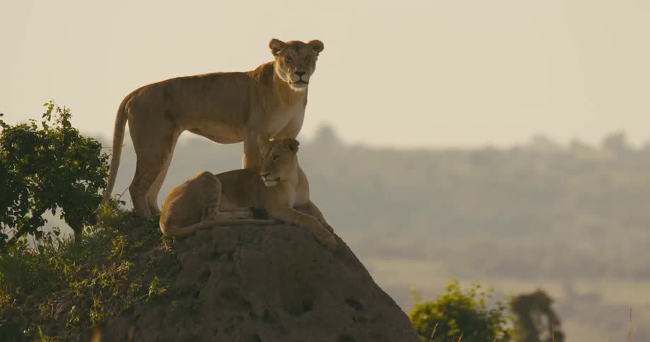 A lion protects a small cub while resting on rocks