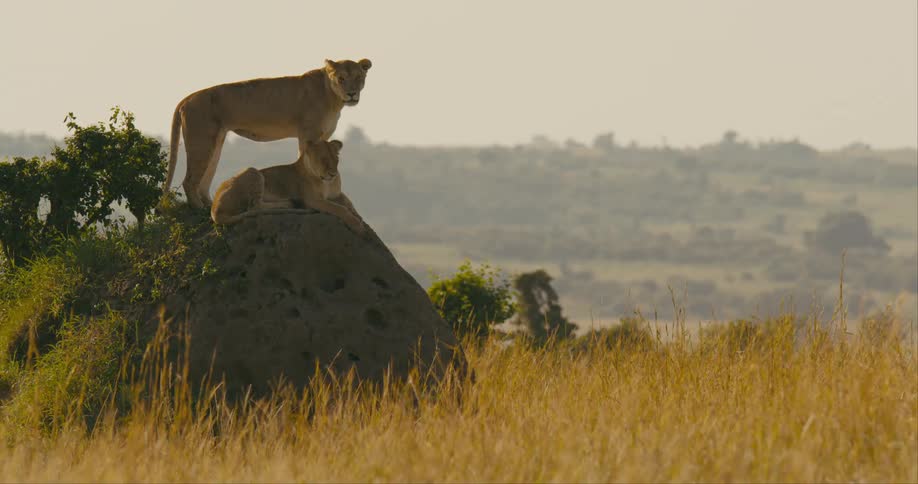Lionesses on large rock in the wild