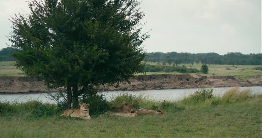 A group of lions rest together under a tree beside a river in a grassland on a rainy day