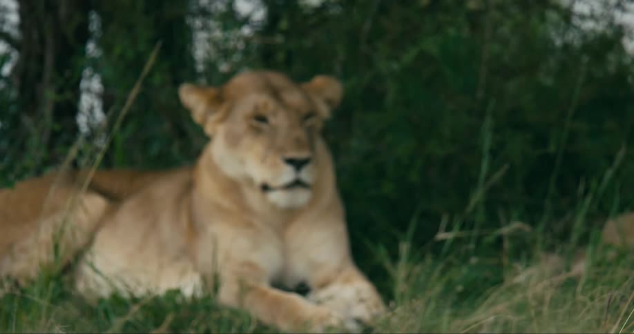 A lion lays in the grass in a field with trees behind him