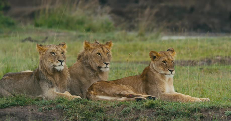 Three lions lying in a grassland