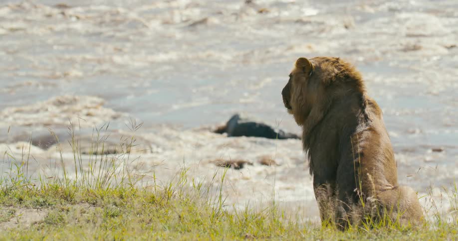 A lion sits in front of a river and looks out at the water
