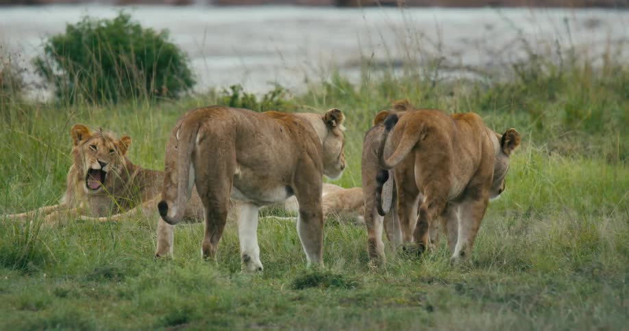 A group of three lions strolls across a grassy field until they pass two other lions resting nearby