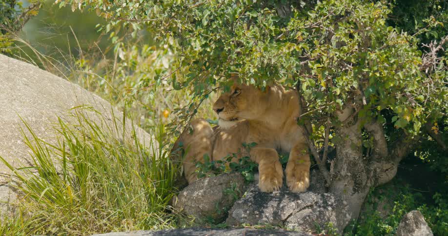 Lion lies under tree in the wild