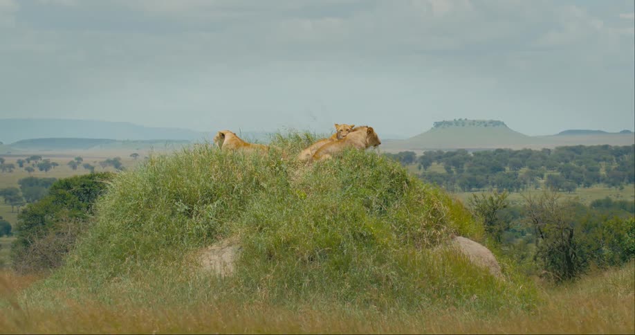 Three lions lying in a grassland