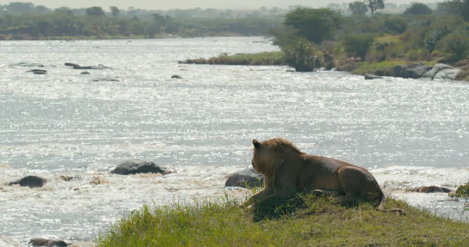 A lion is sitting on the river bank watching the water flow over the rocks
