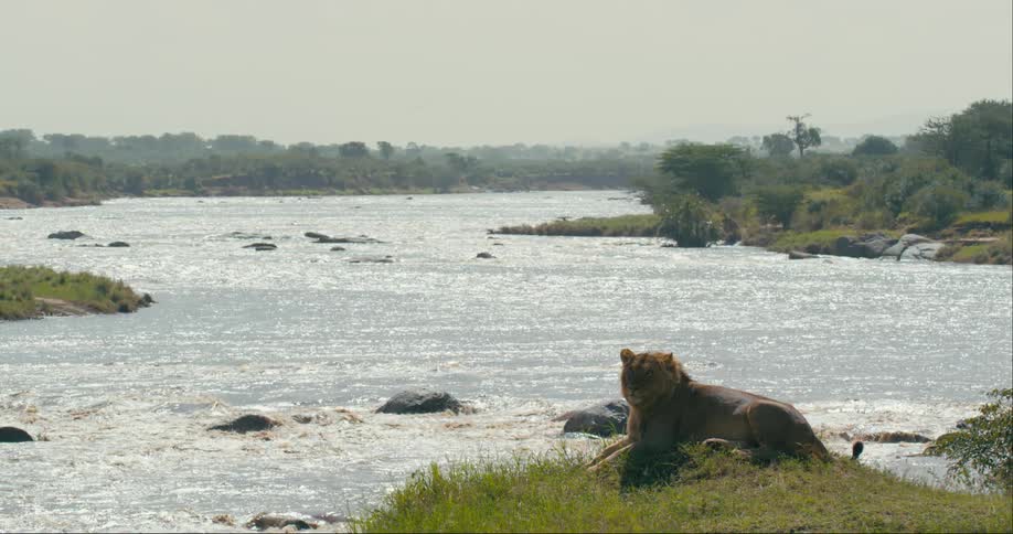 A lion laying on the edge of a river bank as the water flows through the rocks rapidly