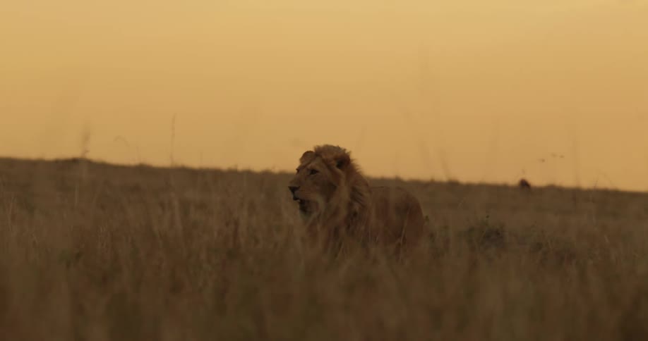 A lion standing in a grass field walking slowly and looking around as the sun is setting
