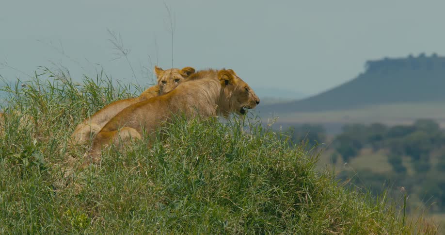 Lionesses sitting on green hill