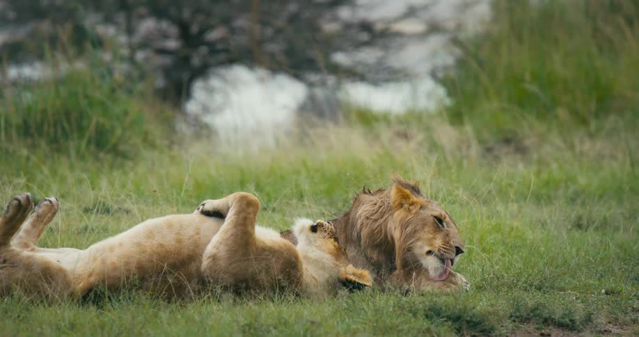 One lion lays on the grass licking its paws while another rolls on its back
