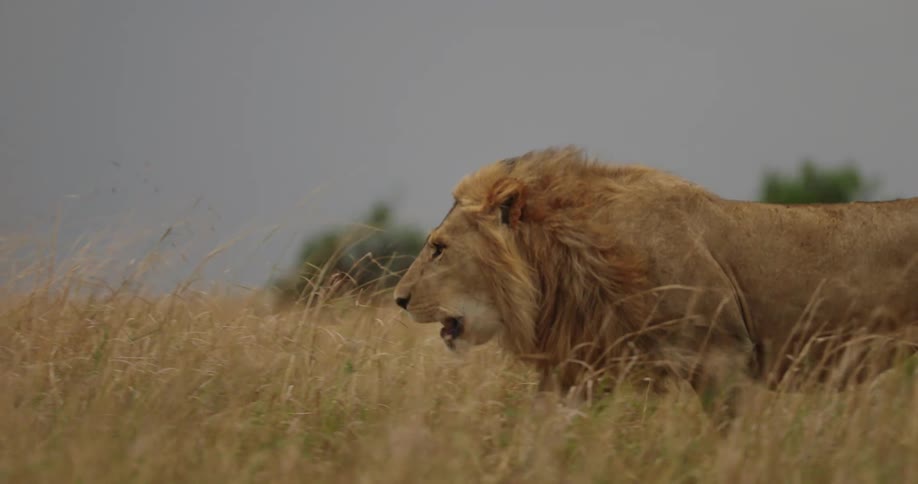 A lion walks through grassland