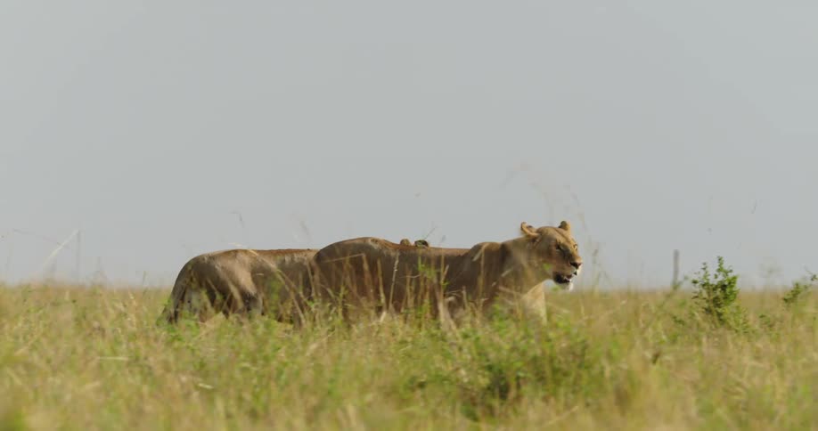 Lionesses walk across the field