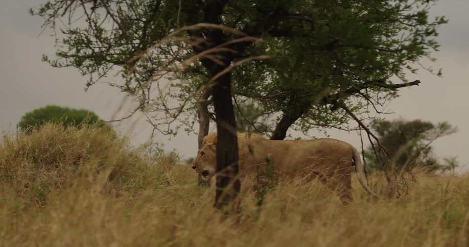 An enormous male lion strides alone through the tall grass