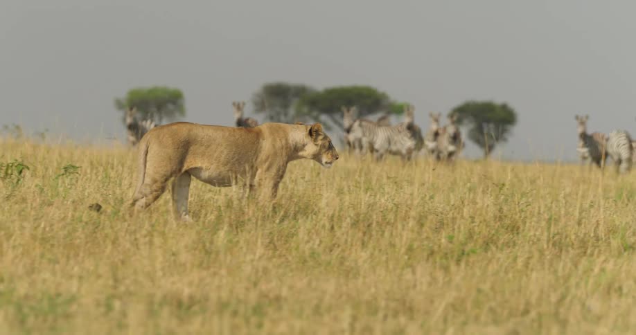 Lioness walking african savanna grassland hunting zebra in the background daytime
