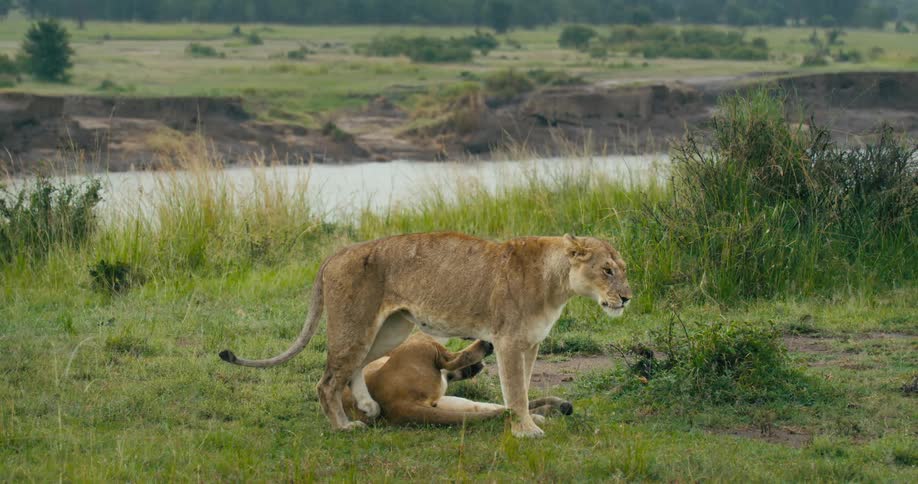Two lions laying down on the grass after playing together near a river along the bank