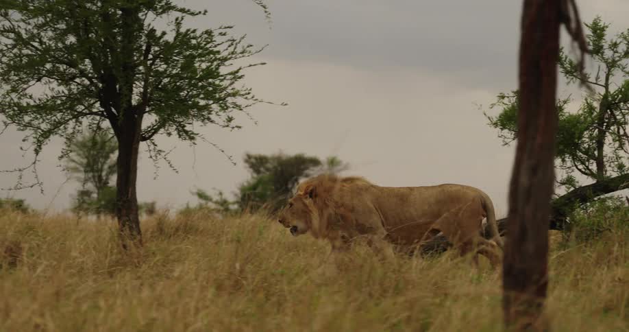 A lion walks across a field of tall dry grass and trees