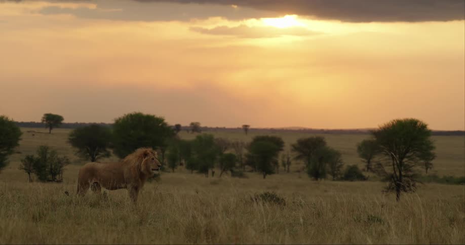 Lion stands in the field at sunset
